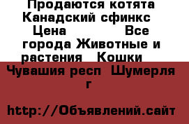 Продаются котята Канадский сфинкс › Цена ­ 15 000 - Все города Животные и растения » Кошки   . Чувашия респ.,Шумерля г.